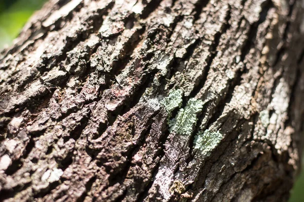 緑のシナモムナモムカンフォラの木の広いショット — ストック写真