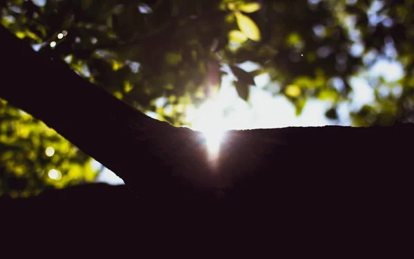 太陽とシンナモムの光 Camphora Tree — ストック写真
