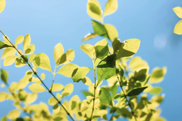 Close Folha Verde Duranta Repens Árvore — Fotografia de Stock