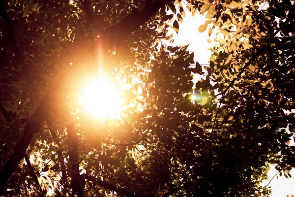 太陽とシンナモムの光 Camphora Tree — ストック写真