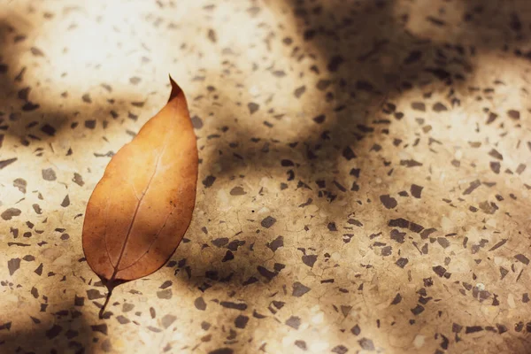 Folha Marrom Cinnamomum Canphora Árvore Chão — Fotografia de Stock