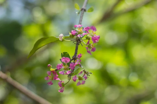 Nahaufnahme Rosafarbene Blume Von Barbados Oder Acerola Kirschblüte — Stockfoto