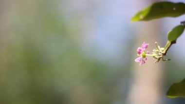 Barbados 'un Pembe Çiçeği veya Acerola Kiraz Çiçeği