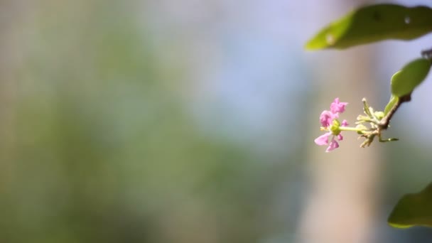 Ροζ Λουλούδι Του Μπαρμπάντος Acerola Cherry Λουλούδι — Αρχείο Βίντεο