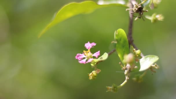 Barbados Pembe Çiçeği Veya Acerola Kiraz Çiçeği — Stok video