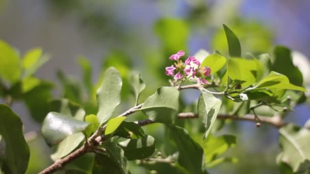 Bunga Merah Muda Barbados Atau Bunga Acerola Cherry — Stok Video