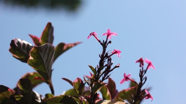 Sötét Rózsaszín Virág Karikatúra Növény — Stock videók