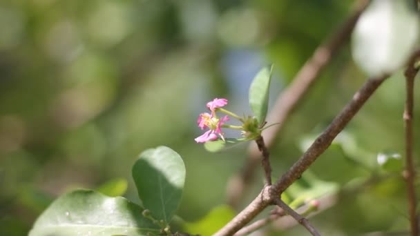 Ροζ Λουλούδι Του Μπαρμπάντος Acerola Cherry Λουλούδι — Αρχείο Βίντεο