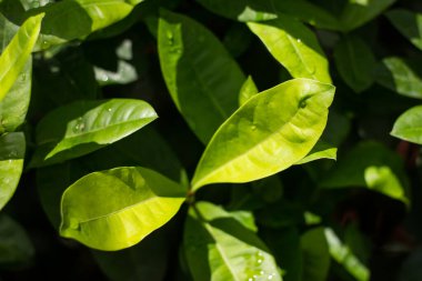 Barbados 'un Pembe Çiçeği veya Acerola Kiraz Çiçeği