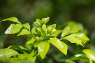 Orange Jessamine çiçeklerini ve yeşil yaprakları kapatın.