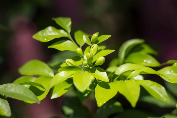 Zblízka Oranžové Jessamin Květiny Zelené Listy — Stock fotografie