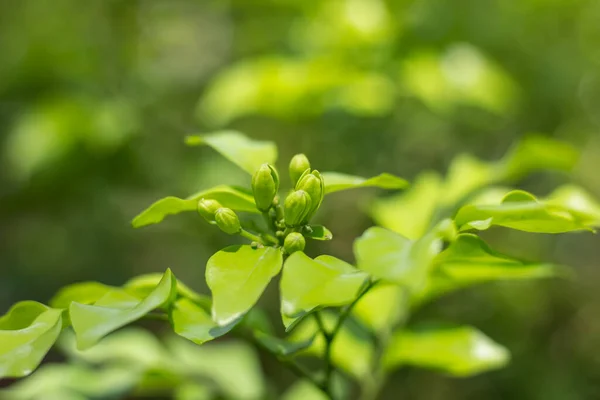 Zblízka Oranžové Jessamin Květiny Zelené Listy — Stock fotografie