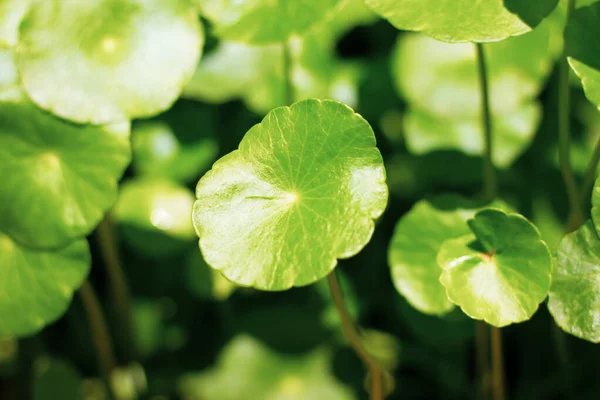 Primer Plano Del Árbol Gotu Kola Pennywort Asiático Pennywort Indio — Foto de Stock