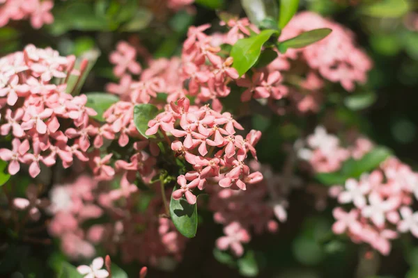 Primer Plano Pequeña Mezcla Rosa Suave Flor Blanca Ixora —  Fotos de Stock