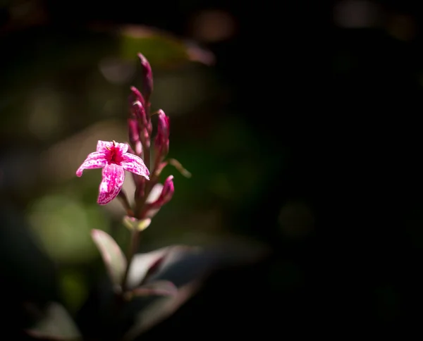 Κοντινό Πλάνο Σκούρο Ροζ Λουλούδι Καρικατούρα Φυτών — Φωτογραφία Αρχείου