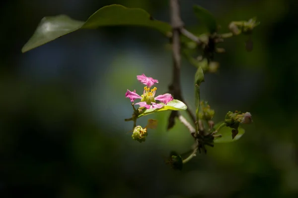 Nahaufnahme Rosafarbene Blume Von Barbados Oder Acerola Kirschblüte — Stockfoto