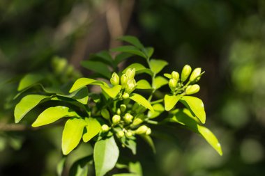 Orange Jessamine çiçeklerini ve yeşil yaprakları kapatın.
