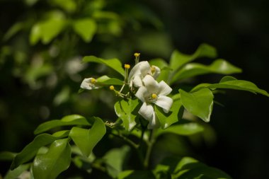 Orange Jessamine çiçeklerini ve yeşil yaprakları kapatın.