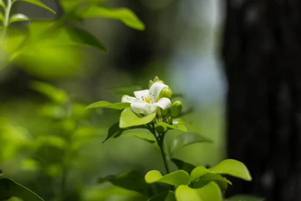 Primer Plano Flores Jessamina Naranja Hoja Verde — Foto de Stock