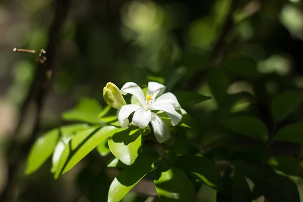 Primer Plano Flores Jessamina Naranja Hoja Verde — Foto de Stock