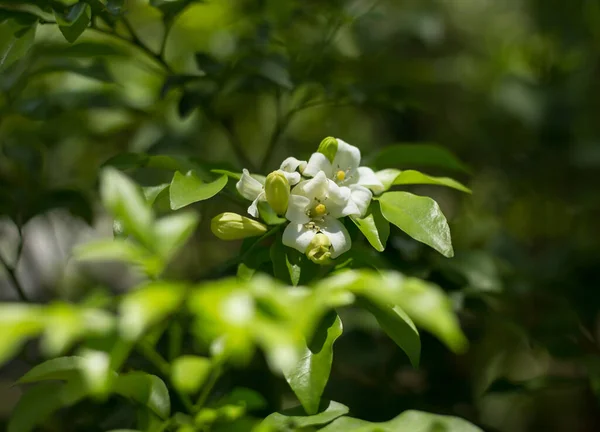 橙汁胺 花与绿叶的近距离接触 — 图库照片