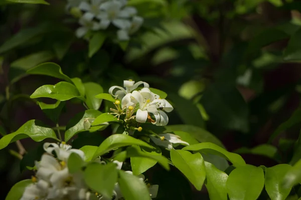 Zbliżenie Pomarańczowy Jessamine Kwiaty Zielony Liść — Zdjęcie stockowe