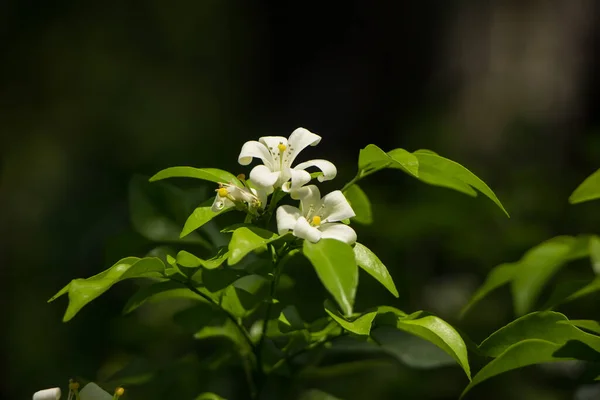 Primer Plano Flores Jessamina Naranja Hoja Verde — Foto de Stock