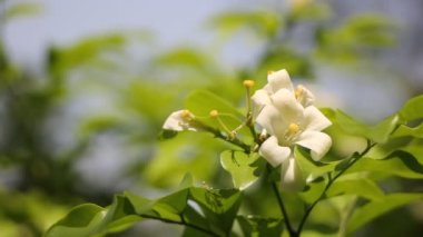 Turuncu Jessamine çiçekleri ve yeşil yaprak