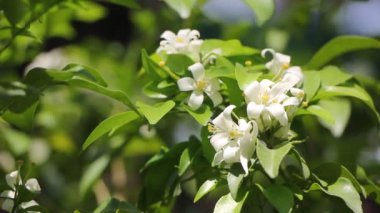 Turuncu Jessamine çiçekleri ve yeşil yaprak