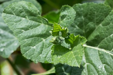 Sarı kabak bitkisinin yeşil yaprağını kapat