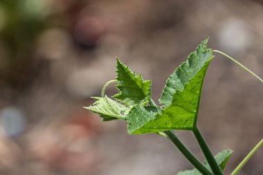 Sarı kabak bitkisinin yeşil yaprağını kapat