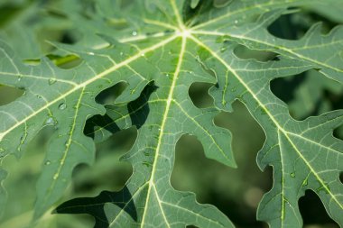 Taze yeşil papaya meyvesi yaprağını kapat.