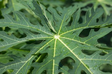 Taze yeşil papaya meyvesi yaprağını kapat.