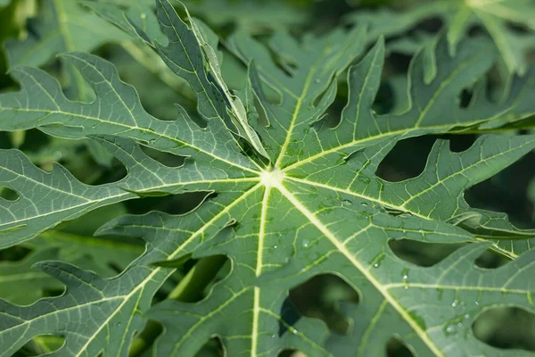 Taze yeşil papaya meyvesi yaprağını kapat.