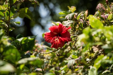 Kırmızı Hibiscus rosa-sinensis veya yeşil yapraklı Cooperi yakın çekim