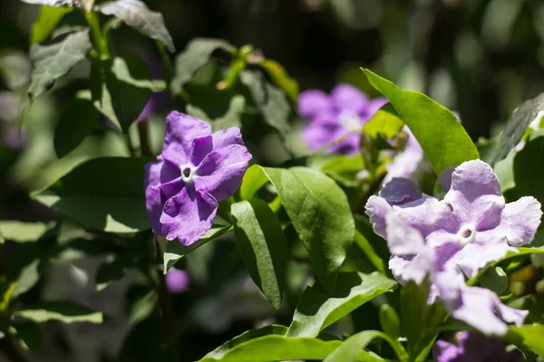 Brunfelsia uniflora çiçeğine yakın çekim