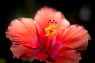 Kırmızı Hibiscus rosa-sinensis veya yeşil yapraklı Cooperi yakın çekim