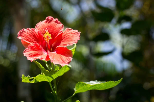 Primer Plano Hibiscus Rosa Sinensis Rojo Cooperi Con Fondo Hoja —  Fotos de Stock