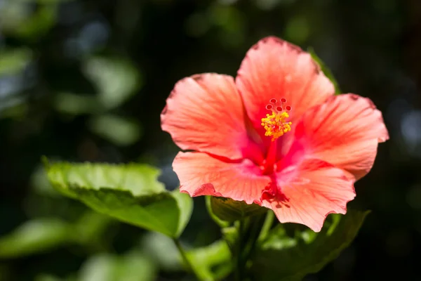 Primer Plano Hibiscus Rosa Sinensis Rojo Cooperi Con Fondo Hoja —  Fotos de Stock
