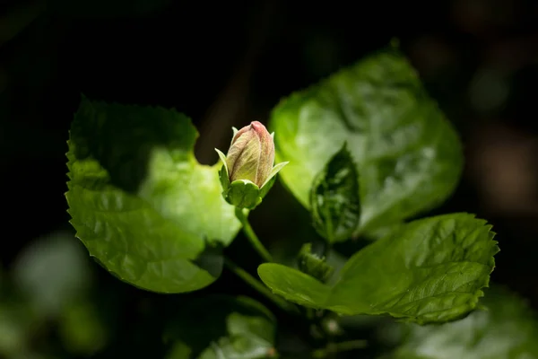 Κοντινό Πλάνο Του Κόκκινου Hibiscus Rosa Sinensis Cooperi Φόντο Πράσινο — Φωτογραφία Αρχείου