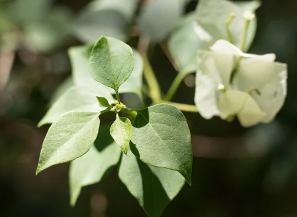 Zamknij Młody Zielony Liść Biały Kwiat Bougainvillea — Zdjęcie stockowe