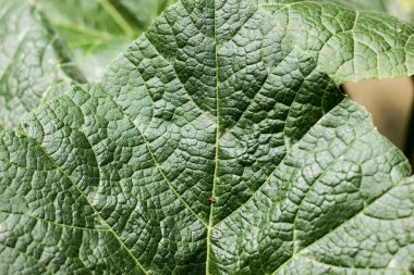 Sarı kabak bitkisinin yeşil yaprağını kapat