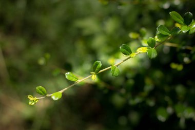 Duranta 'nın yeşil yaprağını kapat ve pişman ol.