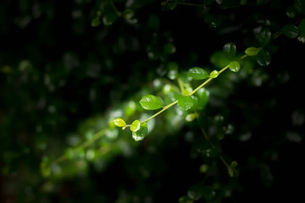 Close Folha Verde Duranta Repens Árvore — Fotografia de Stock