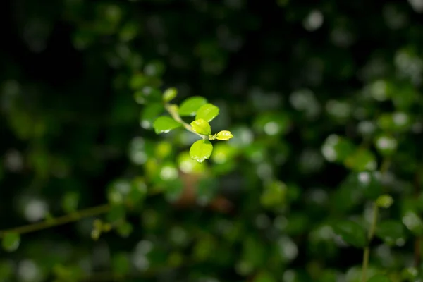 Närbild Grönt Löv Duranta Repens Träd — Stockfoto
