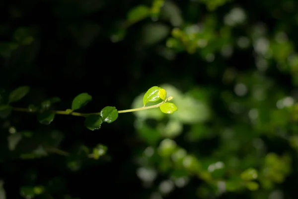 Закрыть Зеленый Лист Дуранты — стоковое фото