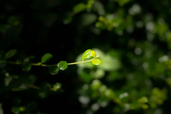 Close Folha Verde Duranta Repens Árvore — Fotografia de Stock