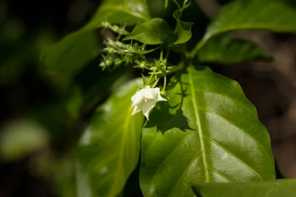 Маленький Белый Цветок Называется Vallaris Glabra — стоковое фото