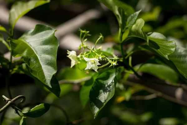 Kleine Weiße Blume Heißt Vallaris Glabra — Stockfoto