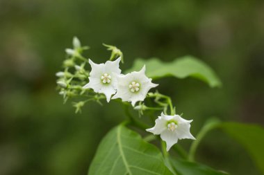 Küçük beyaz çiçeğin adı Vallaris glabra